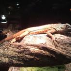 Iguana iguana, Dieren en Toebehoren, 0 tot 2 jaar