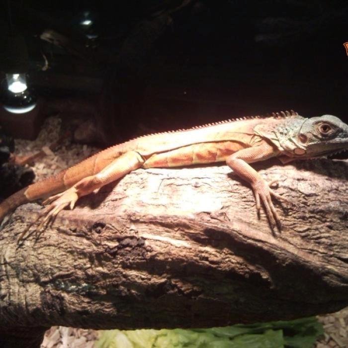 Iguana iguana, Dieren en Toebehoren, Reptielen en Amfibieën, 0 tot 2 jaar