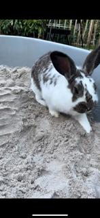 Konijnen, Dieren en Toebehoren, Konijnen, Meerdere dieren