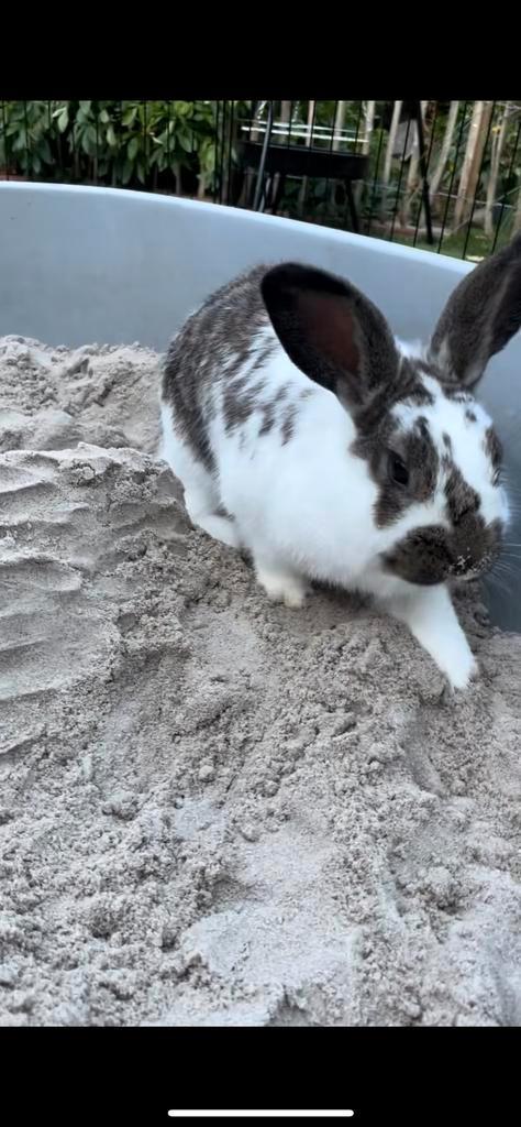 Konijnen, Dieren en Toebehoren, Konijnen, Meerdere dieren