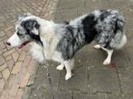 Australian Shepherd Dekreu, Reu, Eén hond, 3 tot 5 jaar, Nederland