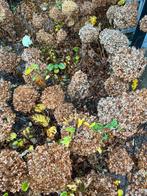 Annabelle (hortensia), Tuin en Terras, Ophalen, Overige soorten, Halfschaduw
