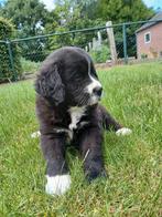 Boulab pups, CDV (hondenziekte), 8 tot 15 weken, Meerdere, Meerdere dieren