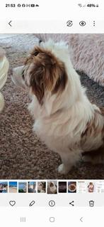 Super lieve mini aussie zoek een zeer goed tehuis, Dieren en Toebehoren, Sheepdog, 15 weken tot 1 jaar, Reu, Eén hond