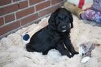 Sportieve kruising bocker x labradoodle pups., Dieren en Toebehoren, Honden | Chihuahua's en Gezelschapshonden, Nederland, Overige rassen