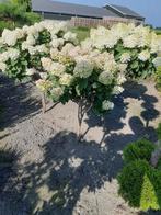 Hydrangia/pluimhortensia op stam 120cm, Ophalen, Hortensia