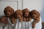 Mooie mini  Australian Labradoodle pups te verwachten., Dieren en Toebehoren, Honden | Retrievers, Spaniëls en Waterhonden, Rabiës (hondsdolheid)