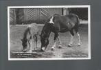 2409 Oude kaart Ouwehands dierenpark shetland pony, Verzamelen, Ansichtkaarten | Dieren, Paard, Ongelopen, Verzenden