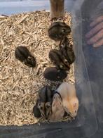 Lieve dwerghamsters mega tam, Dieren en Toebehoren, Knaagdieren, Hamster, Meerdere dieren, Tam, Oktober