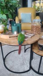 Pyrhurra hypoxanta  vrouwtje 14 weken, Dieren en Toebehoren, Vrouwelijk, Parkiet, Geringd