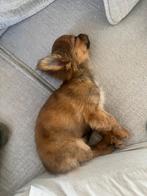 Chihuahua pupje van 4 maandjes  theecup formaat (reutje), Dieren en Toebehoren, Honden | Chihuahua's en Gezelschapshonden, België