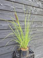 Lampenpoetsersgras 'Red Head', Tuin en Terras, Planten | Tuinplanten, Volle zon, Vaste plant, Siergrassen, Ophalen of Verzenden
