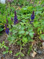 Salie, Volle zon, Vaste plant, Zomer, Ophalen
