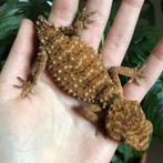 Nephrurus amyae trio, Dieren en Toebehoren, Reptielen en Amfibieën, Hagedis, Tam, 3 tot 6 jaar