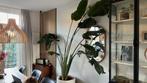 Strelitzia nicolai - pravhtige staat en heel groot!, Ophalen, Overige soorten, In pot, 200 cm of meer
