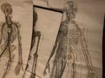 Oude schoolplaten linnen papier - anatomie - bieden, Antiek en Kunst, Antiek | Schoolplaten, Verzenden, Natuur en Biologie