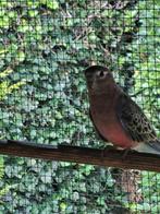 Bourke parkiet, Dieren en Toebehoren, Vogels | Parkieten en Papegaaien, Mannelijk, Parkiet