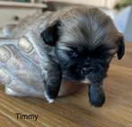 Pekingees pups, 8 tot 15 weken, CDV (hondenziekte), Meerdere, Meerdere dieren