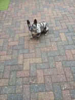 franse bulldog, Rabiës (hondsdolheid), 1 tot 2 jaar, Teef, Bulldog