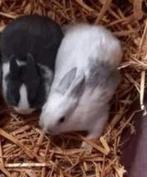 2 dwergkonijntjes, Dieren en Toebehoren, Konijnen, Mannelijk
