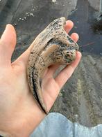 Replica dinosaurus klauw. Allosaurus hand klauw, Verzamelen, Mineralen en Fossielen, Ophalen of Verzenden, Fossiel