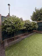 Portugese laurier meerstammig, Tuin en Terras, Planten | Bomen, Ophalen, Bloeit niet, Halfschaduw, Overige soorten