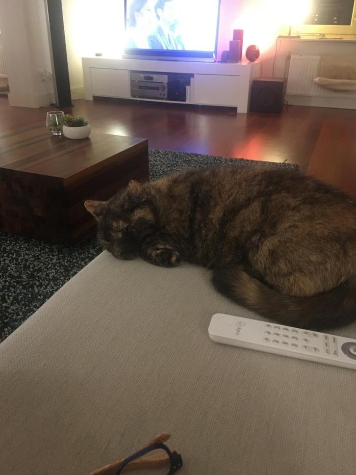 Aanhankelijke kat zoekt thuis met tuin, Dieren en Toebehoren, Katten en Kittens | Overige Katten, Langharig, Poes, 6 jaar of ouder