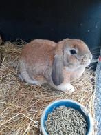 Lieve hangoor konijnen. Moeder&Dochter, Dieren en Toebehoren, Vrouwelijk, Hangoor