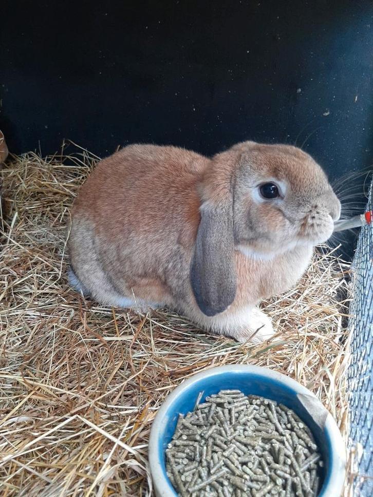 Lieve hangoor konijnen. Moeder&Dochter, Dieren en Toebehoren, Konijnen, Vrouwelijk, Hangoor