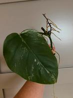 Monstera deliciosa albo variagata, Ophalen of Verzenden, Overige soorten, Minder dan 100 cm