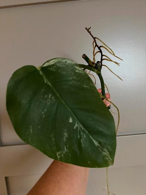 Monstera deliciosa albo variagata, Huis en Inrichting, Kamerplanten, Overige soorten, Minder dan 100 cm, Ophalen of Verzenden