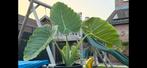 Reuzenolifantsoor, Vaste plant, Halfschaduw, Zomer, Ophalen