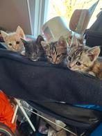 Kittens, Dieren en Toebehoren, Katten en Kittens | Overige Katten, Meerdere dieren