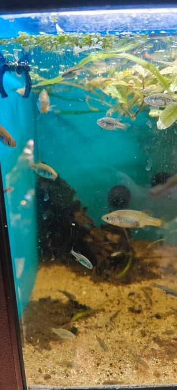 Kweekgroep San marcos splitfin beschikbaar voor biedingen