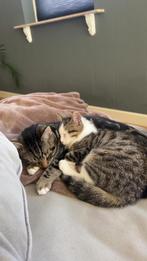 Katten, Meerdere dieren, Ontwormd, 0 tot 2 jaar