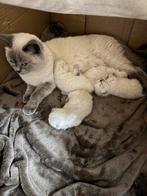 🤍 Boutique nestje Britse Korthaar Bluepoint 🤍, Dieren en Toebehoren, Meerdere dieren, Met stamboom, 0 tot 2 jaar