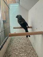 Maskergoudvink pop, Dieren en Toebehoren, Vrouwelijk, Tropenvogel, Geringd