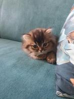 3 Britse korthaar kittens, Dieren en Toebehoren, Katten en Kittens | Raskatten | Korthaar, Meerdere dieren, Gechipt, 0 tot 2 jaar