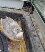 Japans kwartel haantje, Dieren en Toebehoren, Pluimvee, Mannelijk, Overige soorten