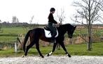 Te koop: veel belovende 6 jarige dressuurmerrie, Dieren en Toebehoren, Paarden, Merrie, Dressuurpaard, Zadelmak, 3 tot 6 jaar