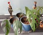 Cebu Blue Stekken, Huis en Inrichting, Ophalen of Verzenden, Volle zon, Minder dan 100 cm