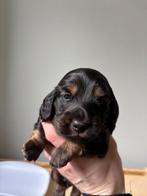 Langharige dwerg teckel reutjes black & tan met stamboom, Reu, 8 tot 15 weken, Dwerg, Langhaar