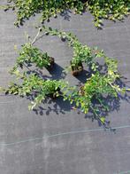 cotoneaster dammeri, Ophalen of Verzenden, Overige soorten, Minder dan 100 cm