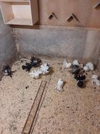 Pauwstaarten, Dieren en Toebehoren, Vogels | Duiven, Meerdere dieren, Overige soorten