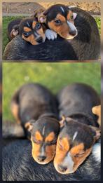 Prachtige driekleurige boerenfox pups!, Dieren en Toebehoren, Overige rassen, 8 tot 15 weken, Meerdere, Meerdere dieren