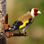 !Gezocht! Bloemputters, Dieren en Toebehoren, Vogels | Overige Vogels, Mannelijk, Tropenvogel