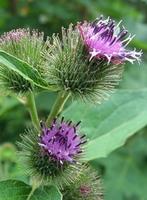 Zaden Arctium lappa, Tuin en Terras, Ophalen of Verzenden, Zaad