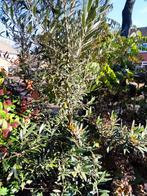 Olijfboom te koop!, Tuin en Terras, Planten | Bomen, Bloeit niet, 100 tot 250 cm, Olijfboom, Ophalen