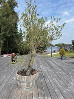 Olijfboom in halve houten regenton, Tuin en Terras, Bloembakken en Plantenbakken, Ophalen, Gebruikt, Minder dan 60 cm, Rond