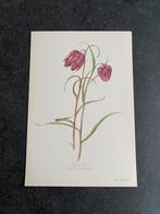 10 prenten bloemen/planten 16,5x24 cm samen 20 euro papaver, Ophalen of Verzenden, Natuur en Biologie